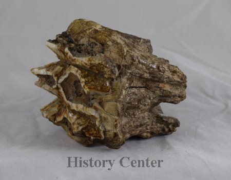 Mastodon Molar