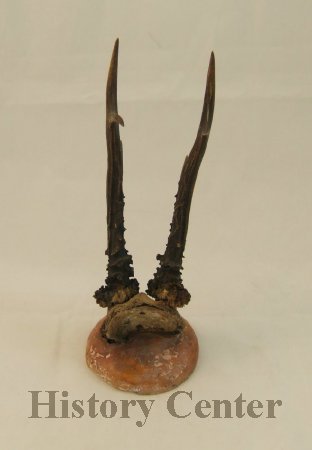 Jackalope Horns