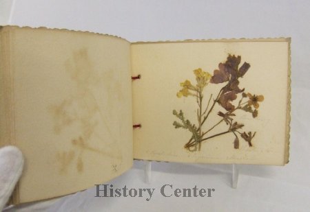 Souvenir Book of Pressed Flowers